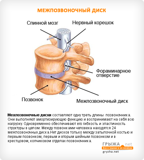 Строение позвоночника диск позвоночника Строение позвоночника диск позвоночника